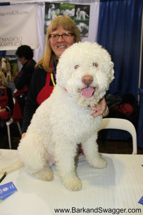 At the Westminster Dog Show Meet the Breeds, I met Bugsy, a Lagotto Romagnolo.