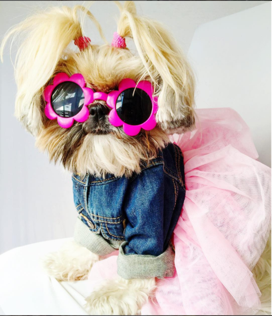 dog fashion and the NYC Instagram Fashionistas