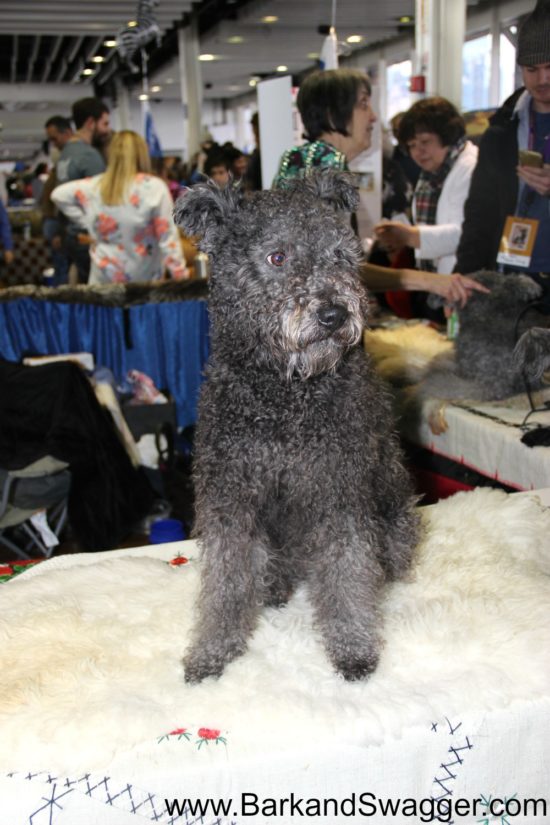 At the Westminster Dog Show Meet the Breeds, I met Pushkin, a rare breed Pumi.