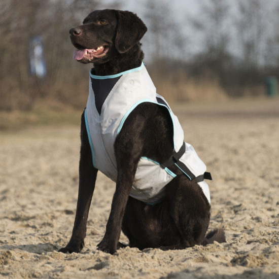 The only dry cooling vest for dogs.