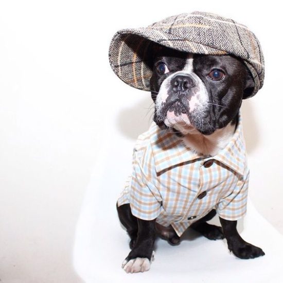 dog fashion and the NYC Instagram Fashionistas