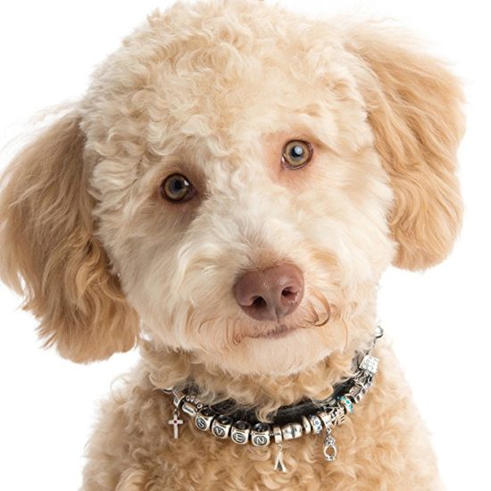 Bead charm bracelet meets dog collar; Bella & Beau do it. An adorable dog wearing one.