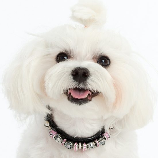 Bead charm bracelet meets dog collar; Bella & Beau do it. An adorable dog wearing hers.