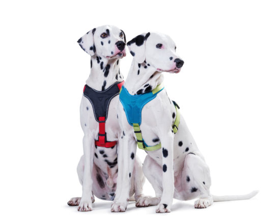 Designer dog harness; neoprene dog harness.