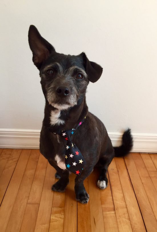 A love letter to my reactive dog. Jasper with his fresh haircut in a tie.