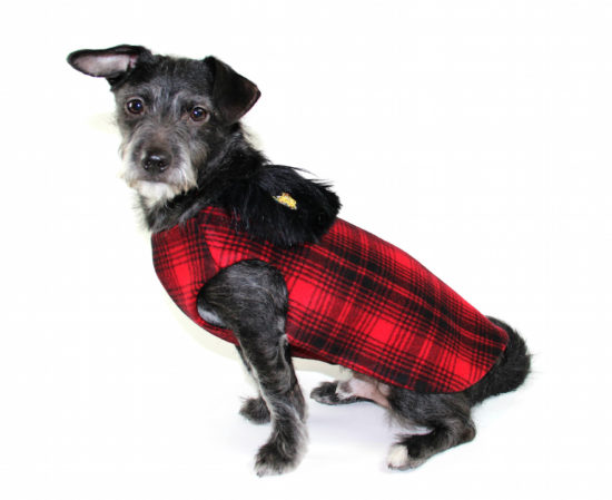 Pet Appreciation Week; Jasper modeling a cashmere dog coat by Couture by Sophie. 