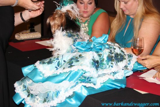 Designer dog fashions big night at the Fabulous Cotillion. Here is Gigi who won Miss International, having her gown inspected by the judges during pre-judging on Cotillion night. 