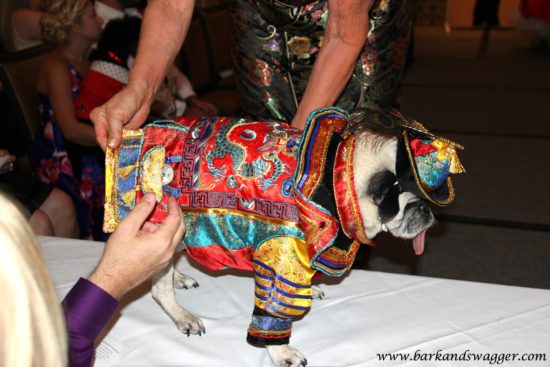 Designer dog fashions big night at the Fabulous Cotillion. Here, Kismet the Pug, gets examined in his fancy Japanese ceremonial garb. 