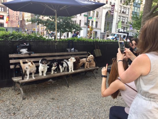 Traveling to New York City with a dog; Sophie takes part in an Instagram dog star line up. 