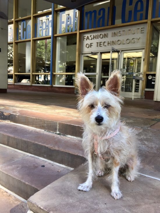 Traveling to New York City with a dog; Sophie at FIT, her old stomping grounds. 