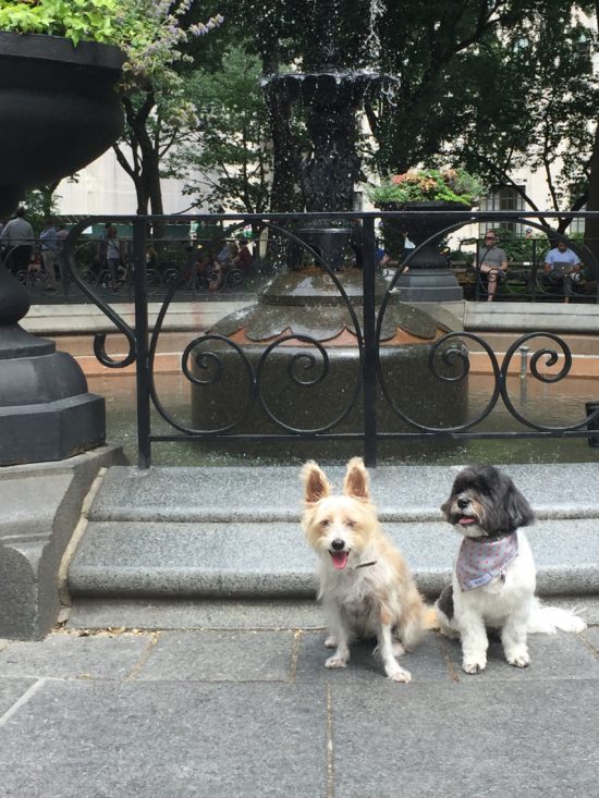 Traveling to New York City with a dog; Sophie and her bff, Holly, by the Madison Square Park fountain. 