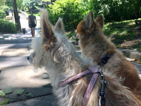 Traveling to New York City with a dog; Sophie and Teddy in Carl Schurz Park