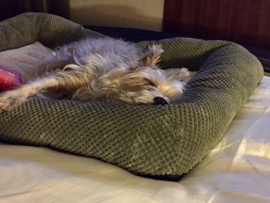 Traveling to New York City with a dog; Sophie snoozing on her cozy hotel bed. 