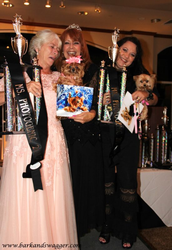 Designer dog fashions' big night at the Fabulous Cotillion. Here, Chloe and Oliver, Miss and Mr. Photogenic.
