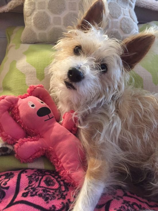 traveling to New York City with a dog; Sophie with her favorite toy, Binky