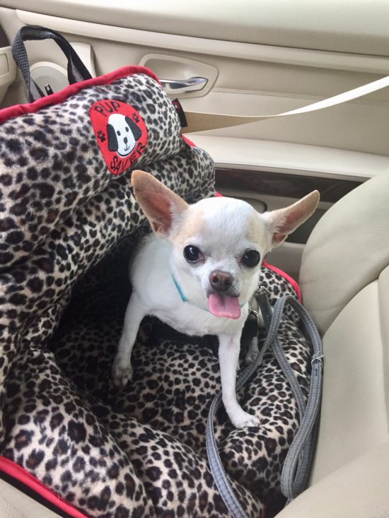 The new Pupsaver Petite car seat for dogs under 10 lbs. 