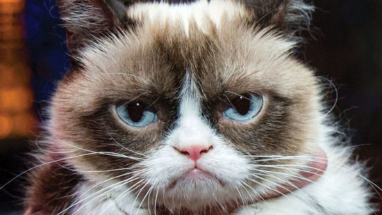 Grumpy Cat and other social media stars make millions. Find out how your salary compares to theirs.