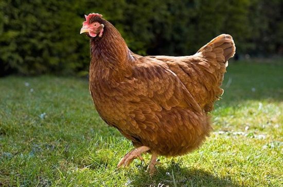 Gigoo the Chicken inherited $15 million. See how your salary compares with her wealth.