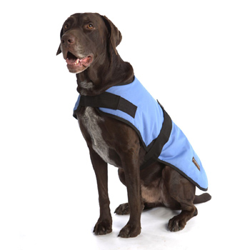 Large Dog in Light Blue Coat-Petco - Bark and Swagger