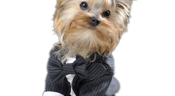 Doggy styling, dog suits, doggy clothes, doggy fashion