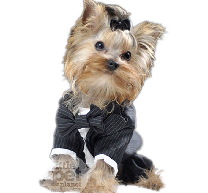 Doggy styling, dog suits, doggy clothes, doggy fashion