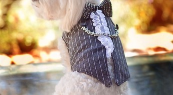 Couture dog clothes, luxury dog clothes, dog vests