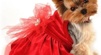 fancy christmas dog clothes, holiday dog outfits