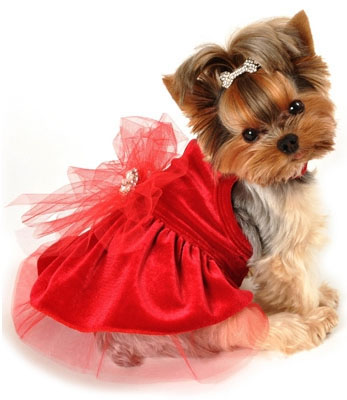 fancy christmas dog clothes, holiday dog outfits