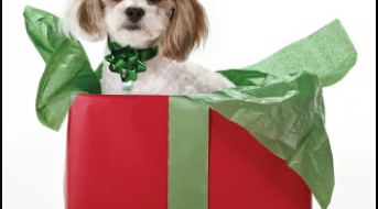 Dogs as Gifts-ASPCA Weighs In on Bark and Swagger