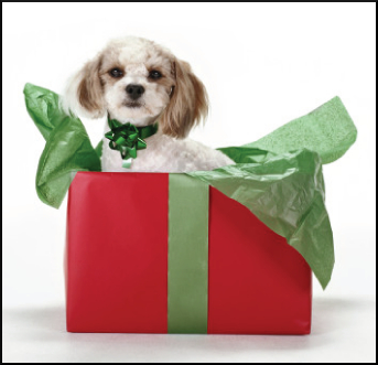 Dogs as Gifts-ASPCA Weighs In on Bark and Swagger