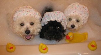 luxury dog spa products on Bark and Swagger
