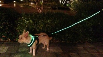 LED harness review on Bark and Swagger