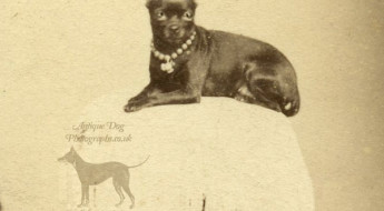 History of Canine Couture on Bark and Swagger