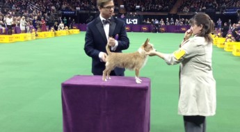 portuguese podengo pequeno at Westminster on Bark and Swagger