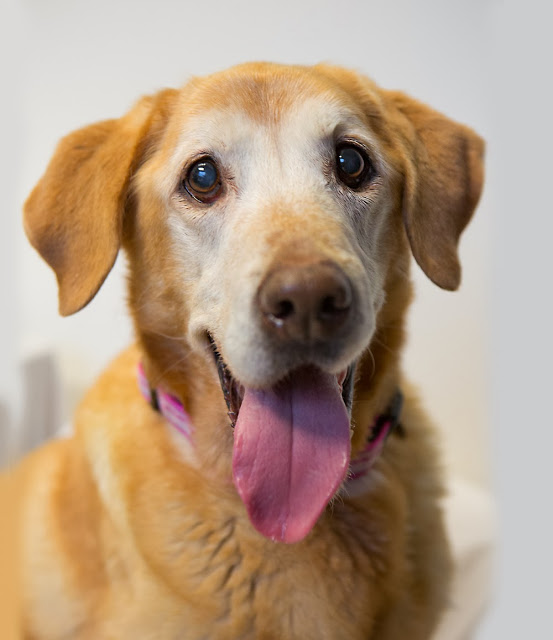 senior dogs for adoption on Bark and Swagger