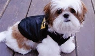 bomber jackets for dogs on Bark and Swagger