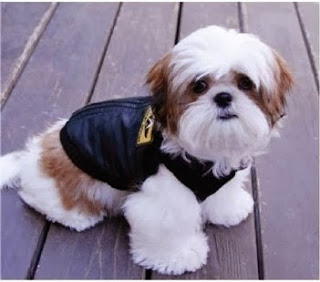 bomber jackets for dogs on Bark and Swagger
