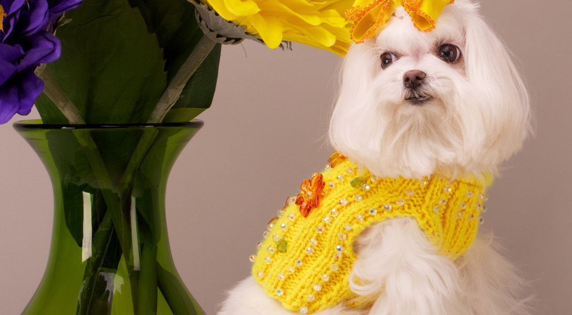 Luxury dog designer, Chien Coature, on Bark and Swagger