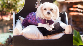 Collarless Dog Coats for Spring on Bark and Swagger