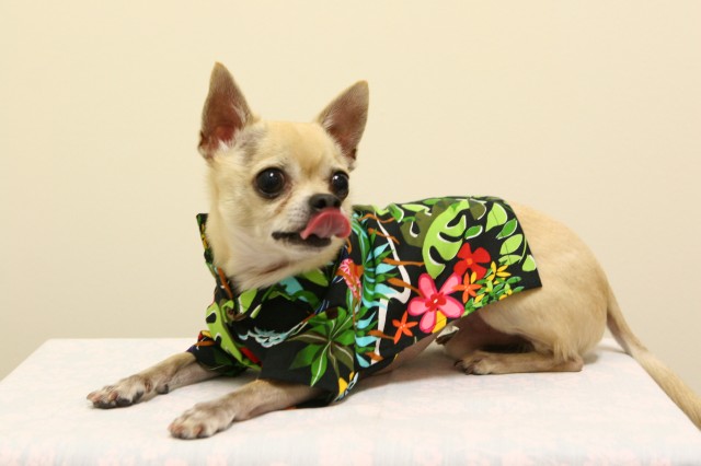 Hawaiian inspired Luna Blue designer dog collections on Bark and Swagger
