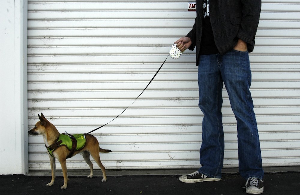 photo of 26 Bars & a Band official mascot dog Toffee wearing a matching Greenday Harness and retractable leash