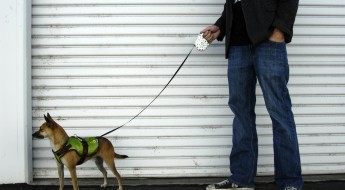 photo of 26 Bars & a Band official mascot dog Toffee wearing a matching Greenday Harness and retractable leash