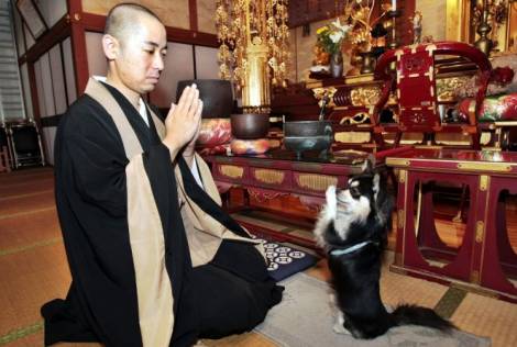 A Buddhist Monk and his praying Chihuahua on Bark and Swagger