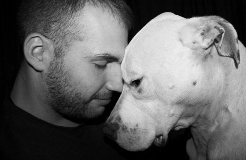 Adopt a Pit Bull on Bark and Swagger