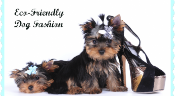 Eco-friendly dog fashion on Bark and Swagger
