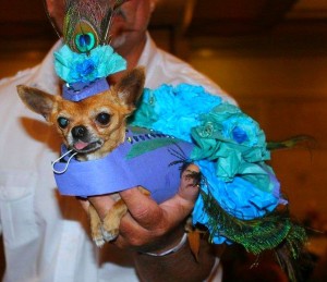 Yorkie 911's Rescues Rock the Runway Pet Fashion Show on Bark and Swagger