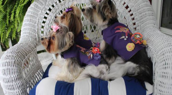 Luxury pet apparel brand Belle Diva Couture on Bark and Swagger