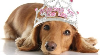 Spoil Your Pet Day pic of a dachshund in a tiara on BarkandSwagger.com