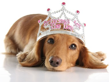 Spoil Your Pet Day pic of a dachshund in a tiara on BarkandSwagger.com