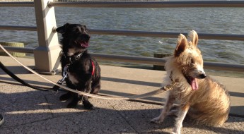 Cool things to do with your dog in NYC on BarkandSwagger.com